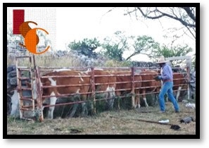 Ganado inmovilizado en el sureste. 